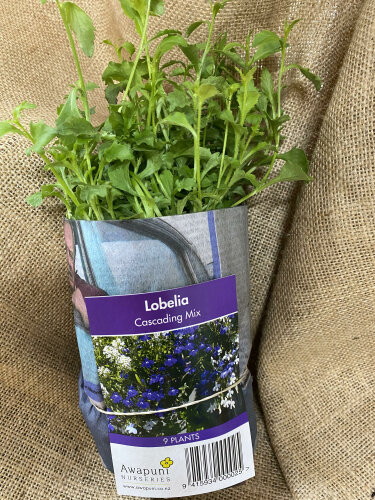 Lobelia - Cascading Mixed